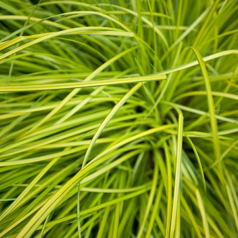 Grass