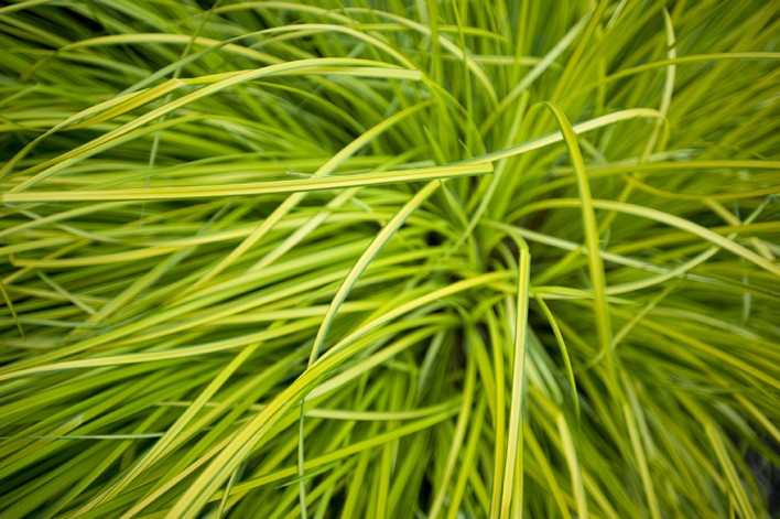 grass